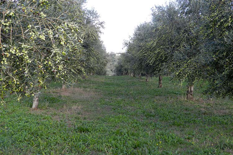 (Olivicoltura, annata incerta Patuto: «Il clima può condizionarla»)