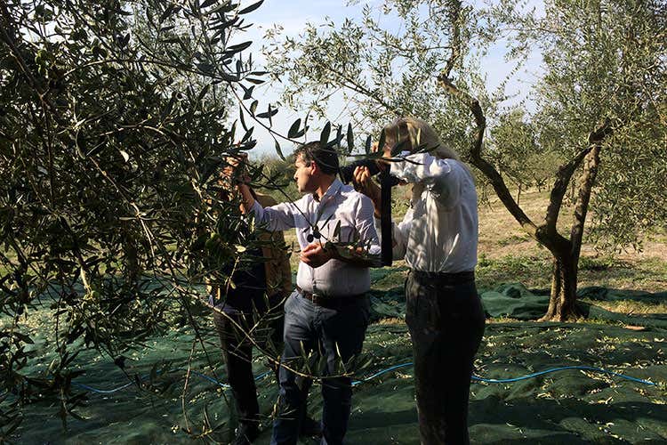 Alessandro Patuto e la giornalista Benigna Mallebrein (Olivicoltura, annata incerta Patuto: «Il clima può condizionarla»)