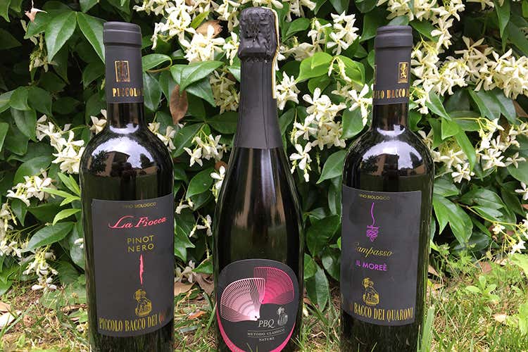 Alcune etichette della cantina - Piccolo Bacco dei Quaroni Il titolare: Crisi? Allora investiamo