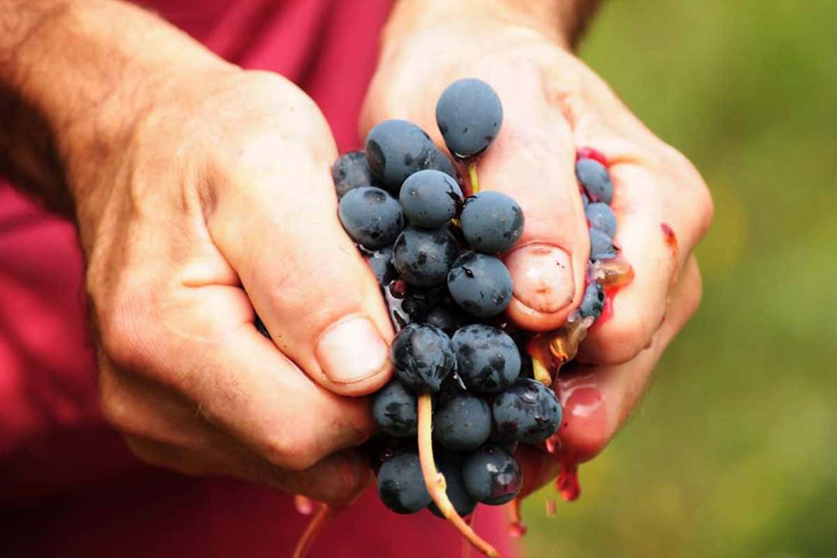 L&rsquo;Oltrep&ograve; Pavese oltre la pandemia si scopre con una nuova app