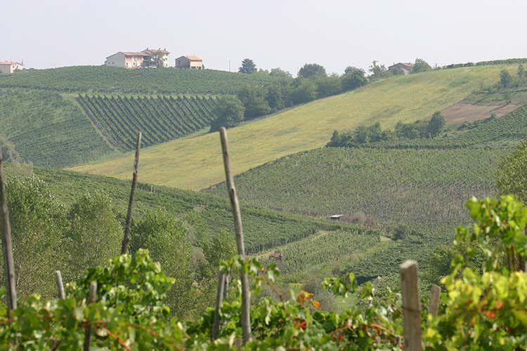 Le colline dell'Oltrep&ograve; - Piccolo Bacco dei Quaroni Il titolare: Crisi? Allora investiamo