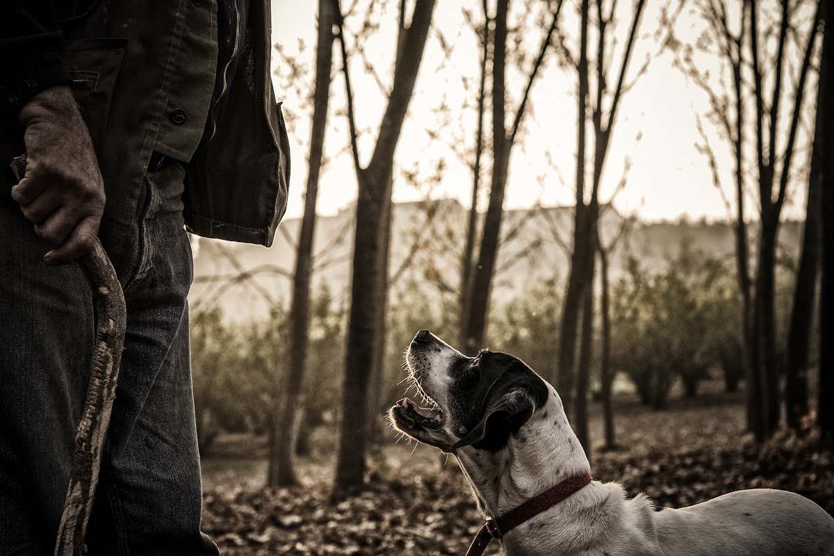 Acqualagna attende la 59ª Fiera nazionale del tartufo bianco