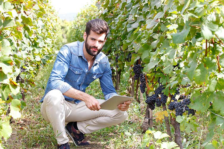 Operativo il Registro telematico del vino Martina: «Una semplificazione concreta» Operativo il Registro telematico del vino Martina: «Una semplificazione concreta»