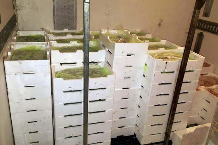 Operazione dei Carabinieri in tutta Italia Sequestrate 3 tonnellate di pesce Operazione dei Carabinieri in tutta Italia Sequestrate 3 tonnellate di pesce