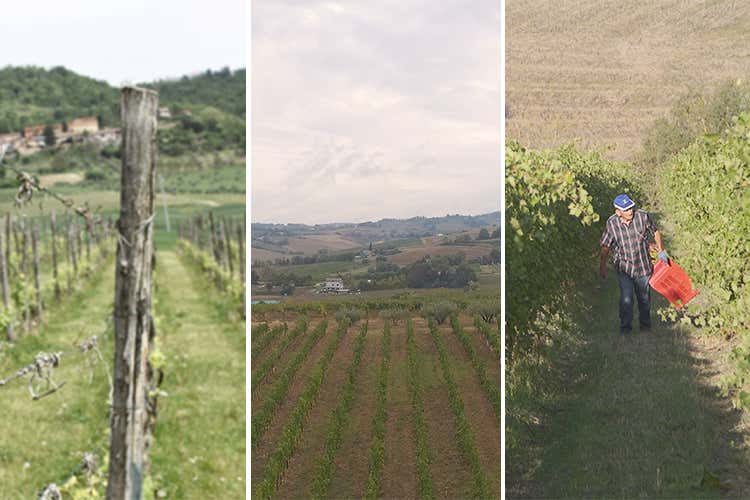 Cantina Enrico Druetto, Tenuta La Viola e Tenuta San Marcello - OriginalItalia, portale e-commerce dedicato al vino italiano di qualit&agrave;