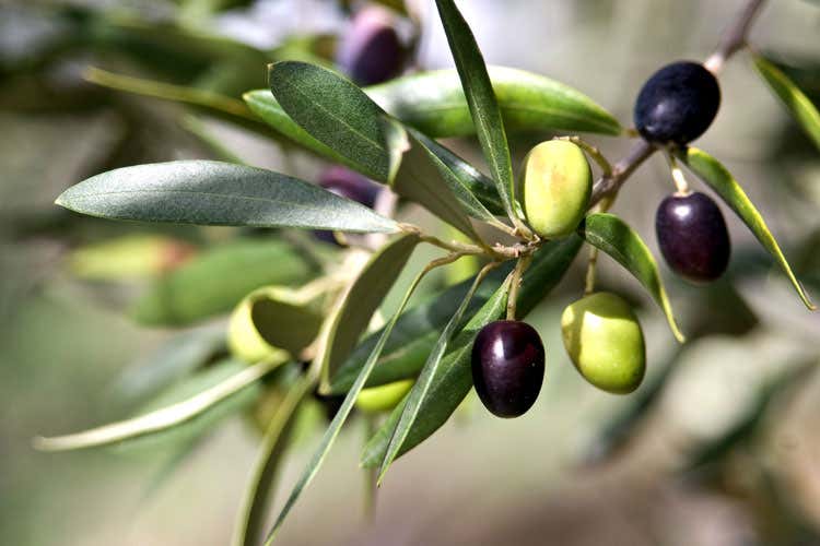 Orizzonti positivi per l’olio italiano Il 2018, anno della risalita Orizzonti positivi per l’olio italiano Il 2018, anno della risalita