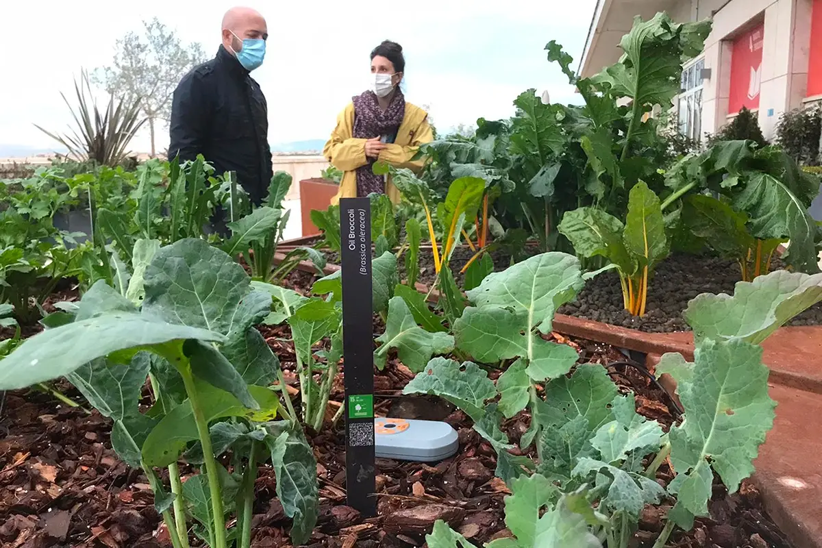Un Bio-Orto su tetti della Fao a Roma. Foto NaturaS&igrave; Roma, un bio-orto sulla terrazza dell&rsquo;Organizzazione Nazioni Unite