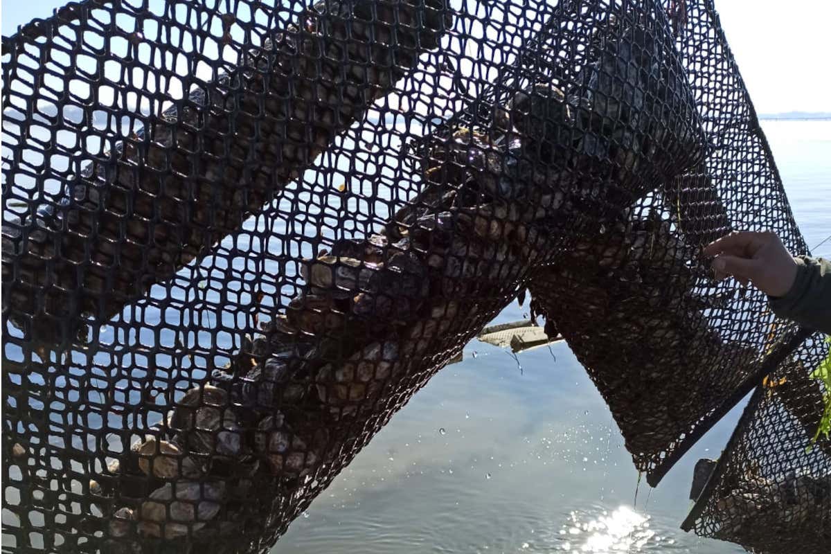 Da Cattel ecco l’ostrica Clo’ della laguna veneta Da Cattel ecco l’ostrica Clo’ della laguna veneta