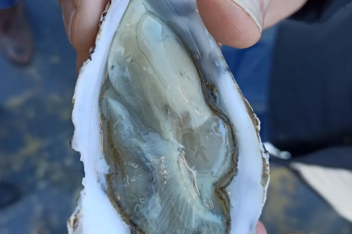 Da Cattel ecco l&rsquo;ostrica Clo&rsquo; della laguna veneta