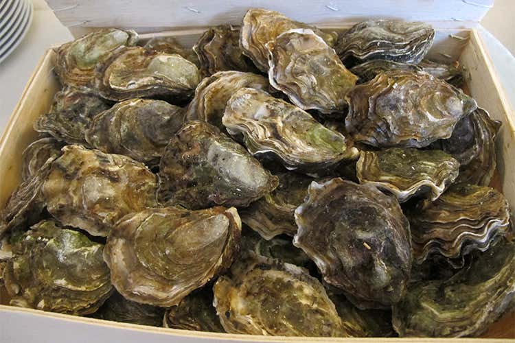 Ostriche, cibo afrodisiaco fin dai romani Meglio consumarle nei mesi con le Ostriche, cibo afrodisiaco fin dai romani Meglio consumarle nei mesi con le