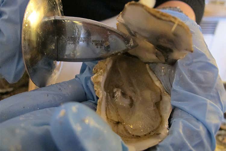 Ostriche, cibo afrodisiaco fin dai romani Meglio consumarle nei mesi con le Ostriche, cibo afrodisiaco fin dai romani Meglio consumarle nei mesi con le