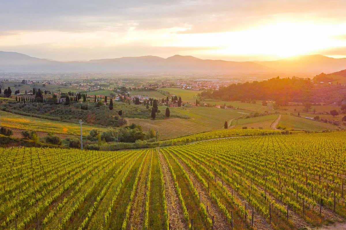 Capezzana: la tenuta che guida il Carmignano tra vigne storiche, olivi e ricerca Capezzana: la tenuta che guida il Carmignano tra vigne storiche, olivi e ricerca