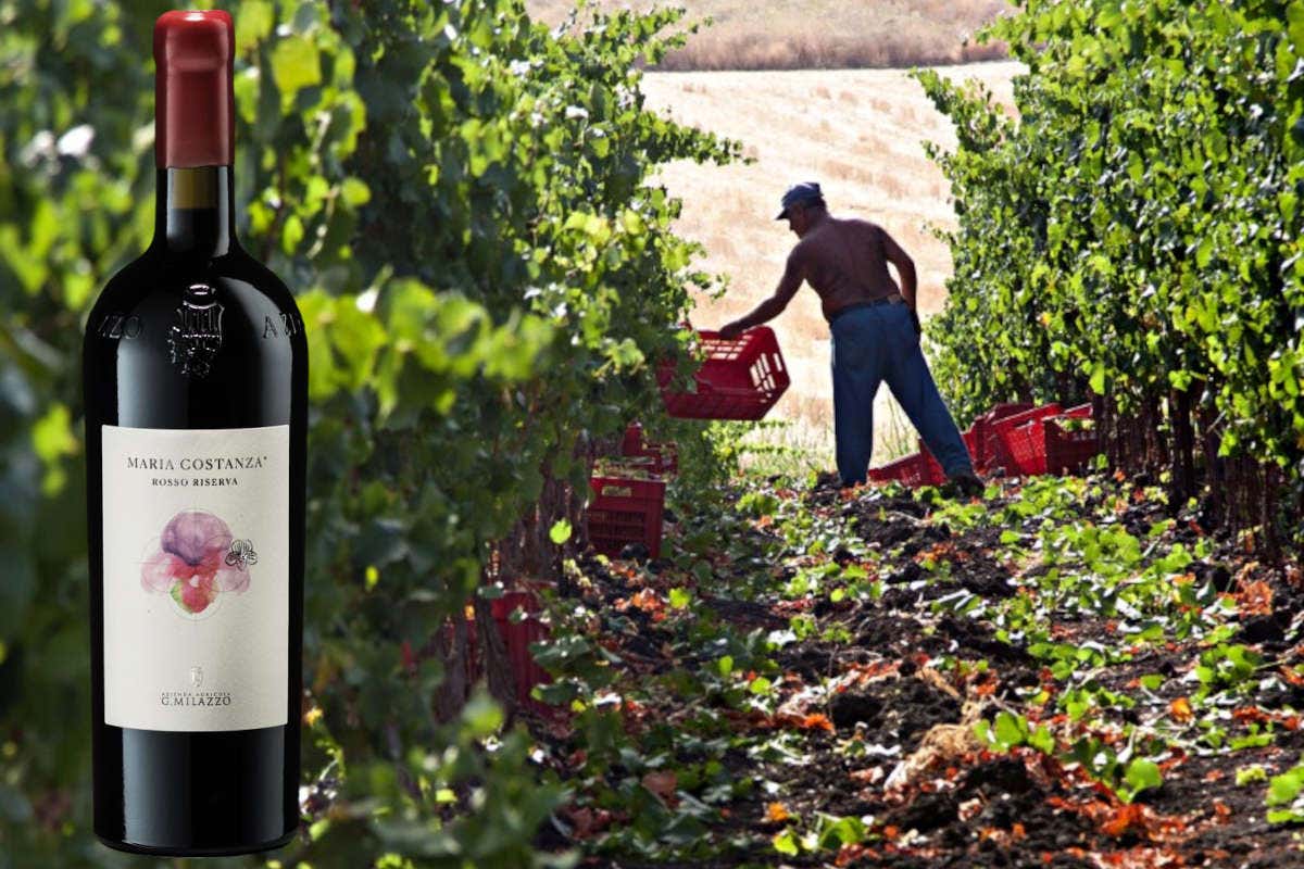 [Maria Costanza Riserva] G. Milazzo: il Nero d'Avola dalla persistenza 