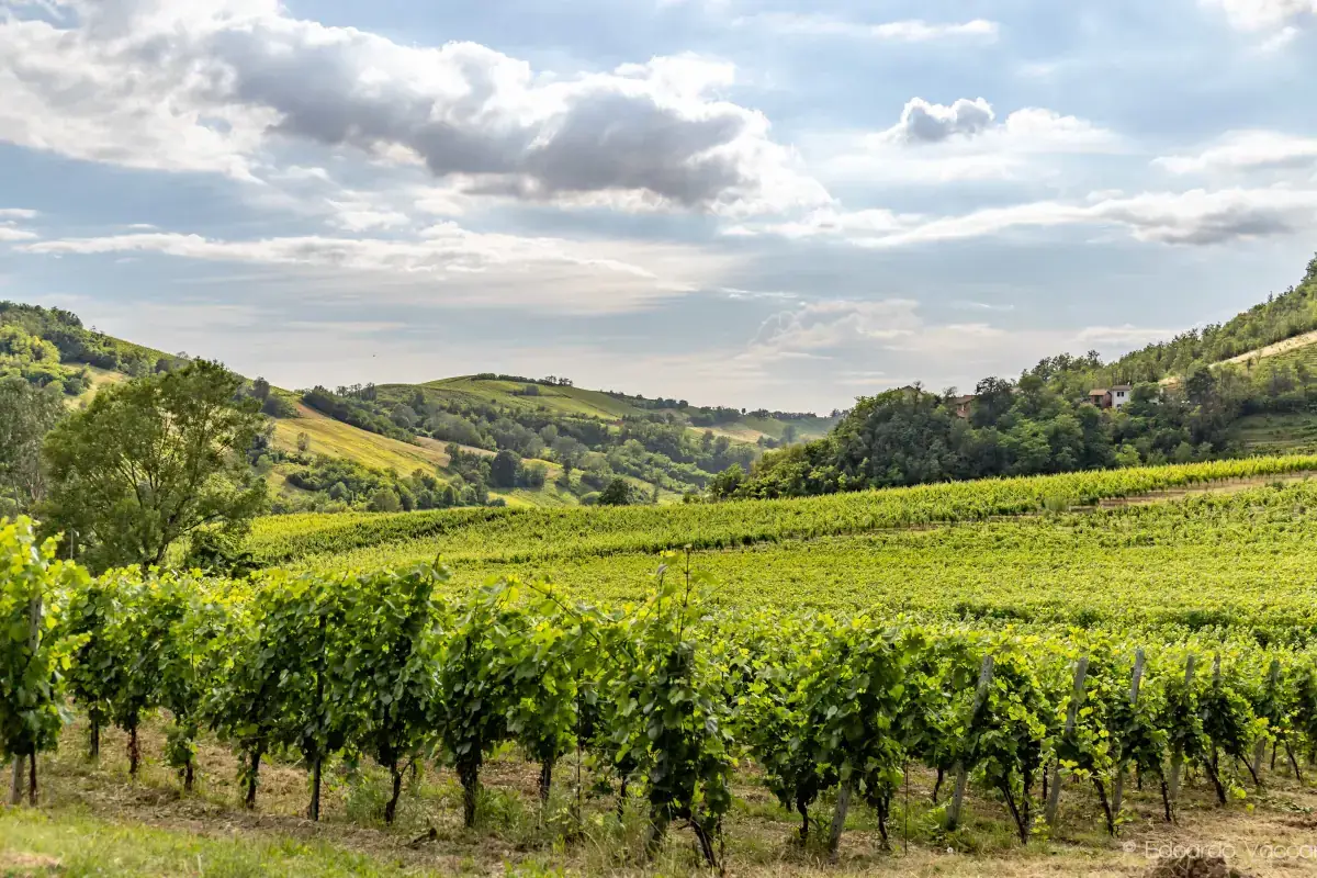 Pinot nero, anima di un territorio e segno di unit&agrave; per l'Oltrep&ograve; pavese