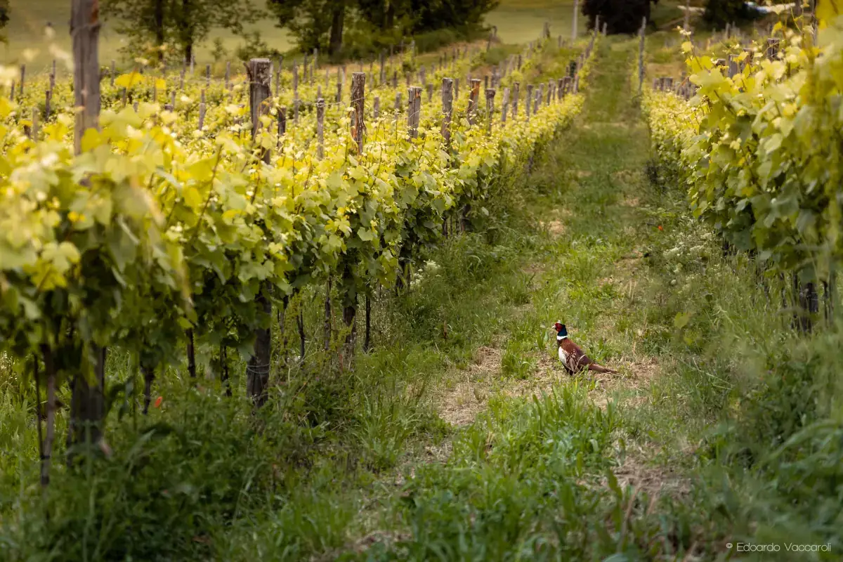 Vigneti dell'Oltrepò Pavese (foto Edoardo Vaccaroli) Pinot nero, anima di un territorio e segno di unità per l'Oltrepò pavese