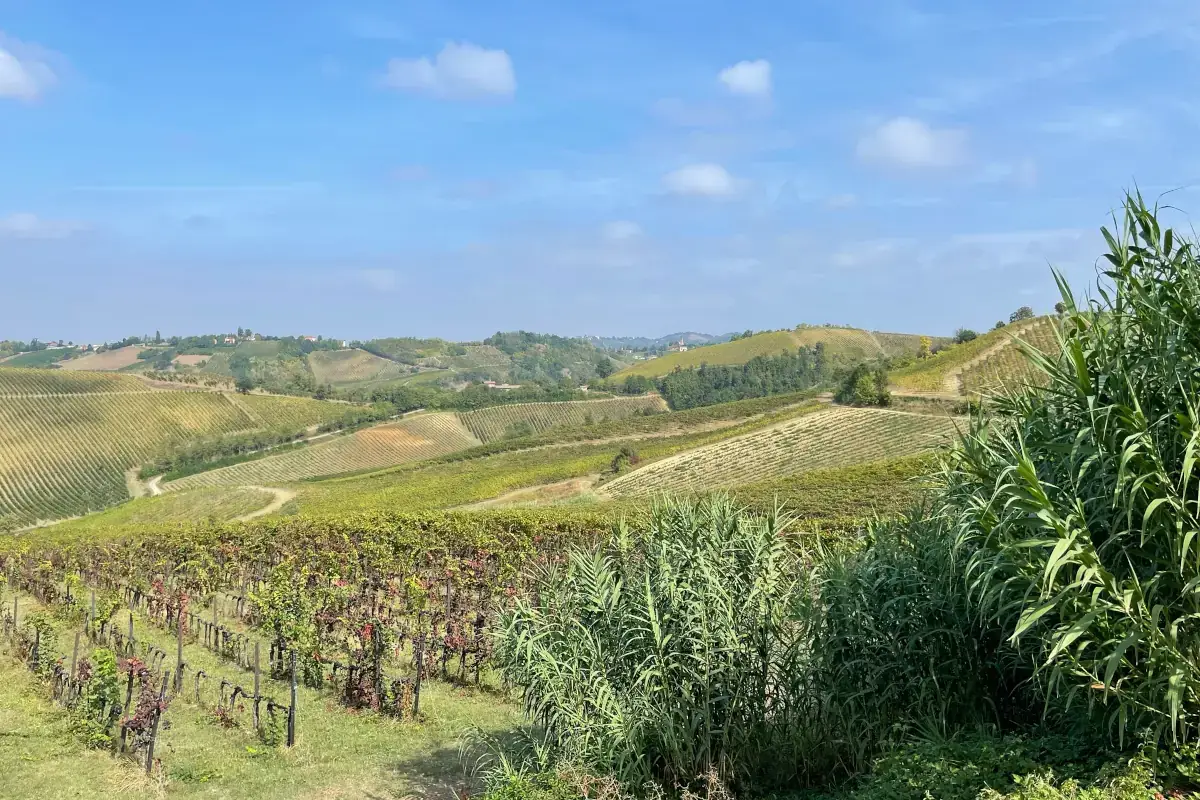 Vigneti dell'Oltrepò OPavese Pinot nero, anima di un territorio e segno di unità per l'Oltrepò pavese