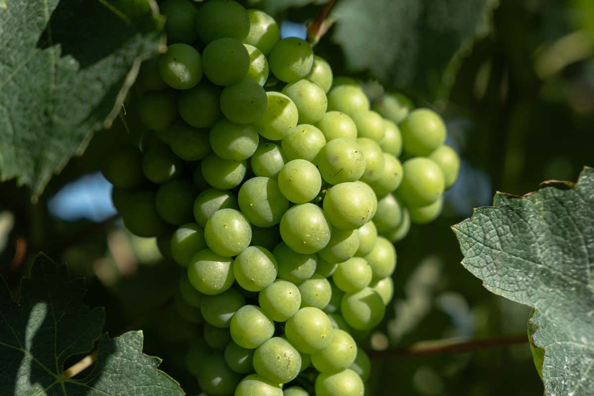 Borgo Paglianetto: 15 anni di storia e territorio nel Verdicchio di Matelica Borgo Paglianetto: 15 anni di storia e territorio nel Verdicchio di Matelica