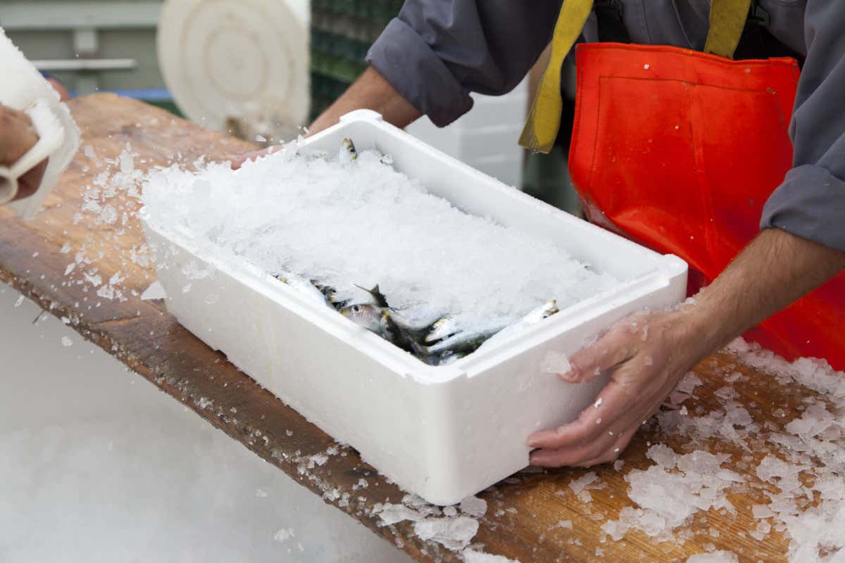 Il mantenimento della temperatura nella fase di trasporto è fondamentale per assicurare la stabilità del prodotto Alimenti di origine animale: quali sono le novità per il settore ittico?