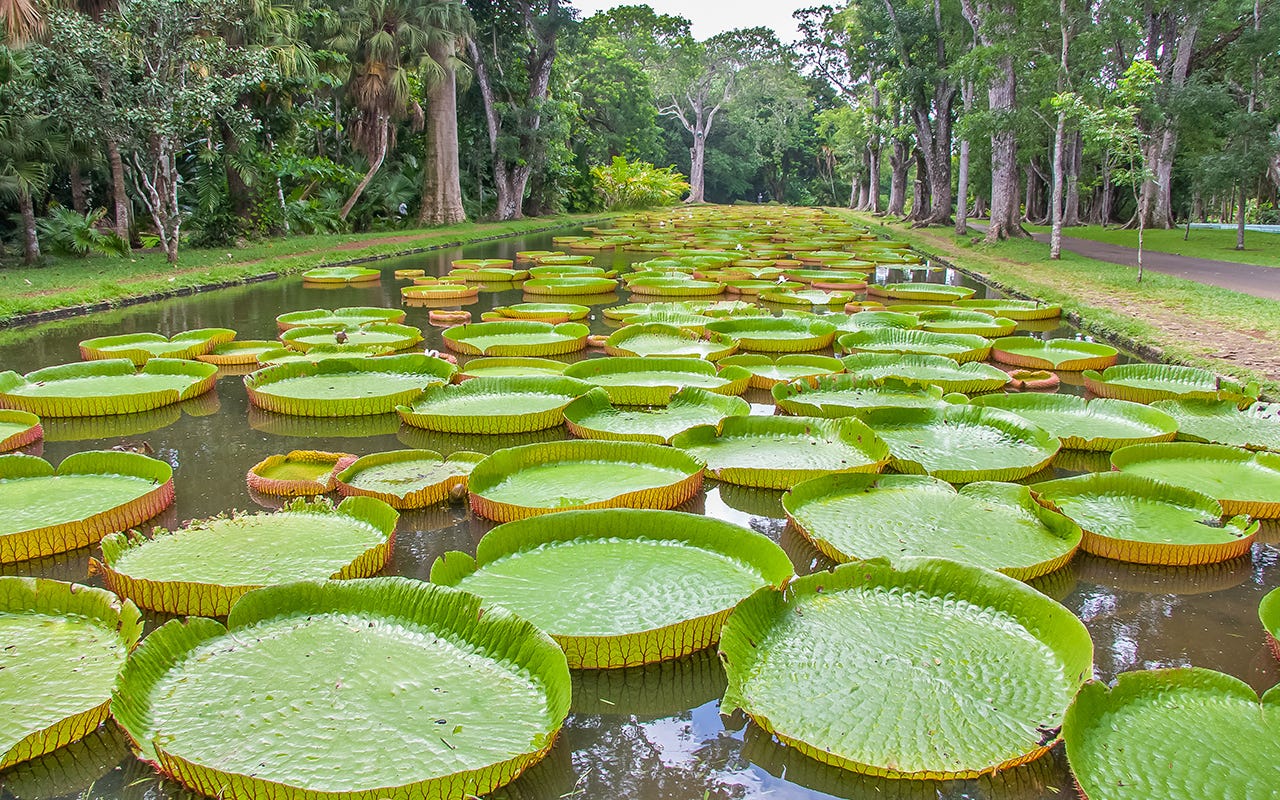 Giardino botanico di Pamplemousses  Cosa fare in paradiso? Le possibilità di Mauritius dove oltre la spiaggia c’è di più