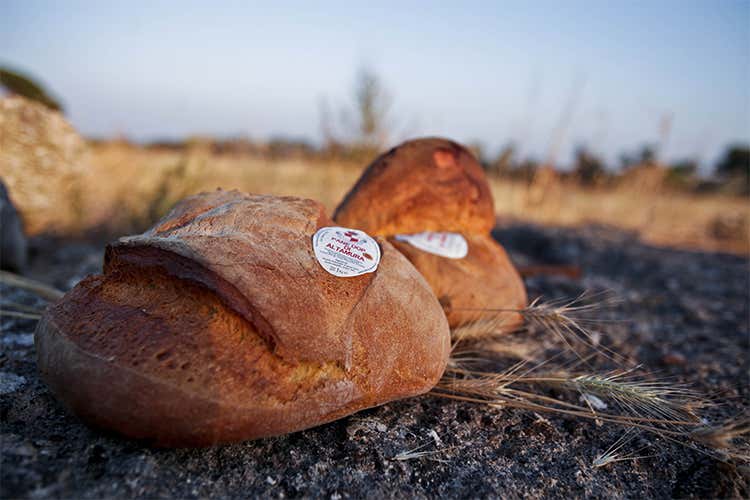 Pane di Altamura Dop, è record 17% la produzione rispetto al 2015 Pane di Altamura Dop, è record 17% la produzione rispetto al 2015