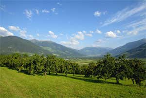 Panorama con albicocchi