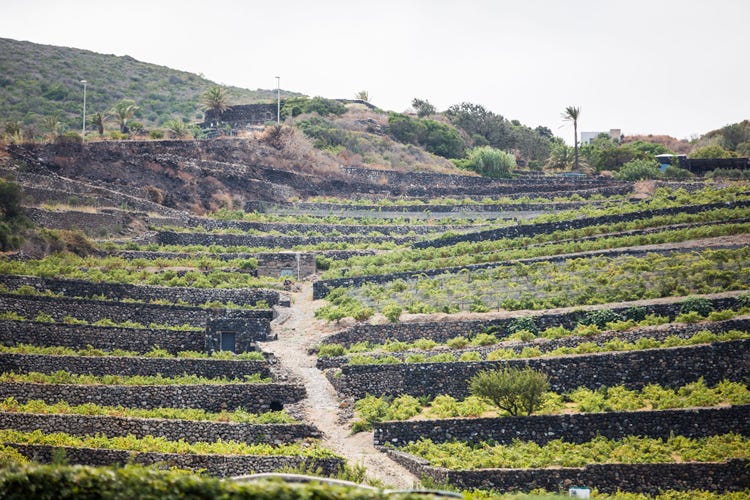 (Pantelleria Doc festival Celebrare l'ambiente attraverso il vino)