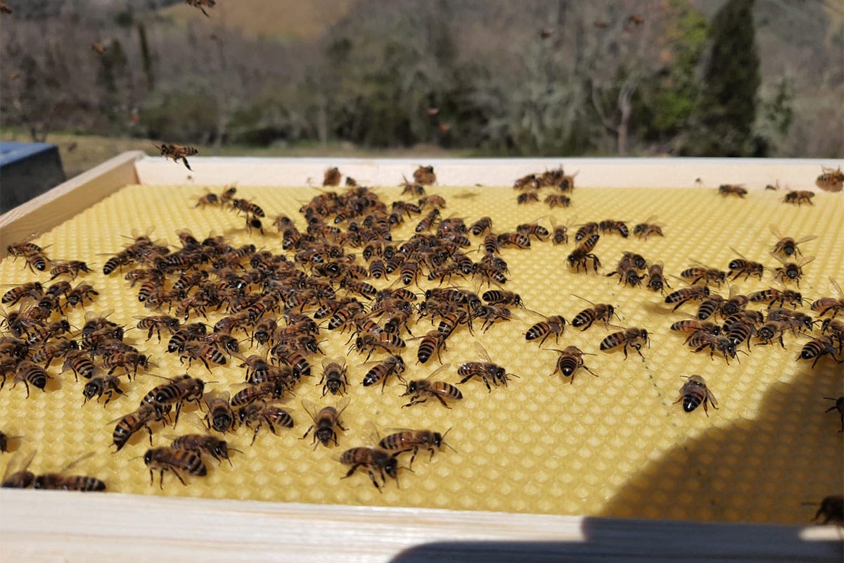 Il progetto vuole contribuire alla ripopolazione delle api a Gaiole in Chianti Progetto Parco delle Api  Castello di Meleto per l'ambiente
