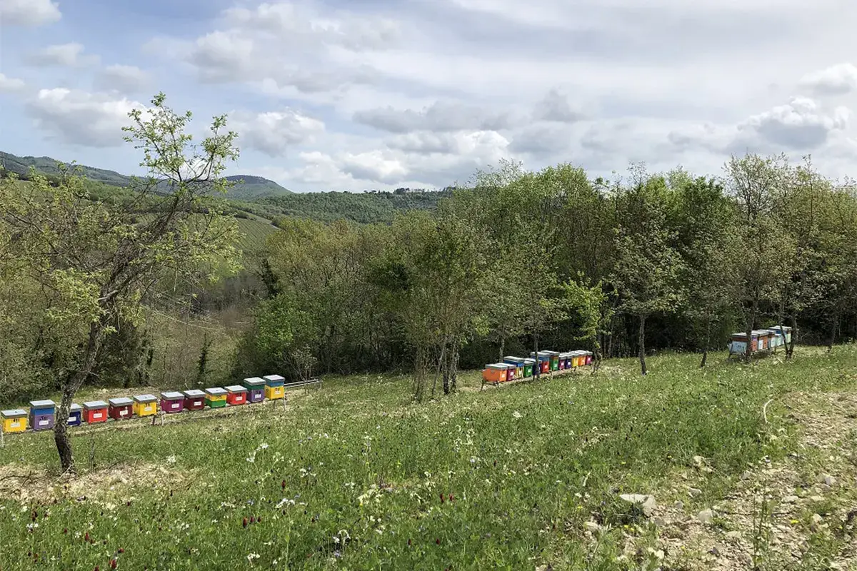 Il Parco delle Api: un ettaro e mezzo di alberi e fiori Progetto Parco delle Api&nbsp; Castello di Meleto per l'ambiente