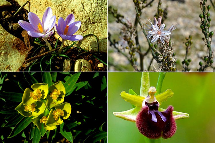 La flora del Parco, dall'orchidea al fiore euforbia (Parco naturale di Porto Conte Turismo esperienziale ad Alghero)