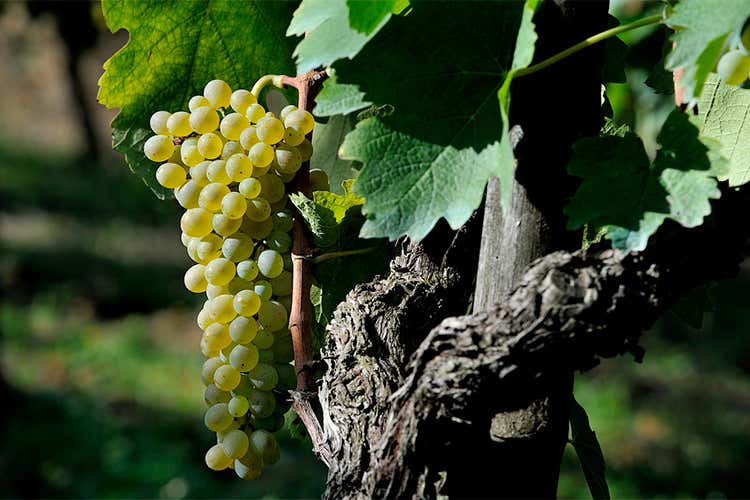 Parlare di vino e promuovere il territorioL'attività del Consorzio Sannio Dop Parlare di vino e promuovere il territorioL'attività del Consorzio Sannio Dop