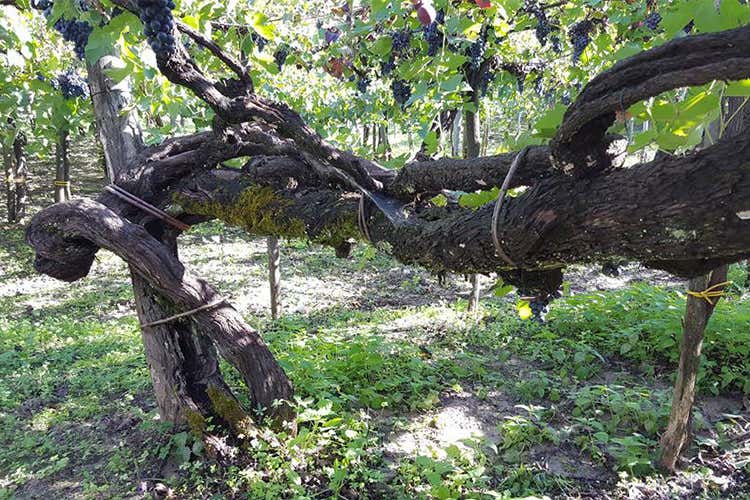 Parlare di vino e promuovere il territorioL'attività del Consorzio Sannio Dop Parlare di vino e promuovere il territorioL'attività del Consorzio Sannio Dop