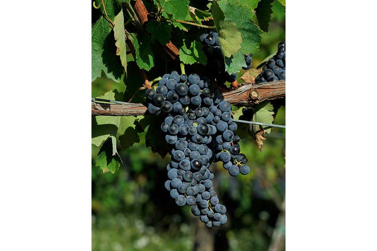 Parlare di vino e promuovere il territorioL'attività del Consorzio Sannio Dop Parlare di vino e promuovere il territorioL'attività del Consorzio Sannio Dop