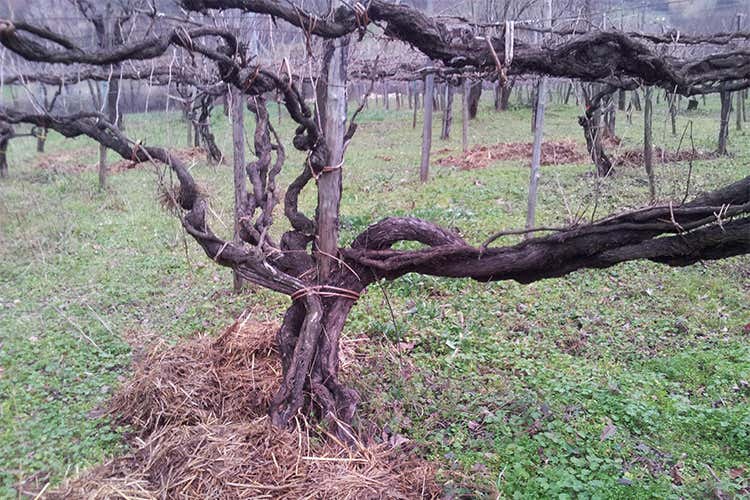 Parlare di vino e promuovere il territorioL'attività del Consorzio Sannio Dop Parlare di vino e promuovere il territorioL'attività del Consorzio Sannio Dop