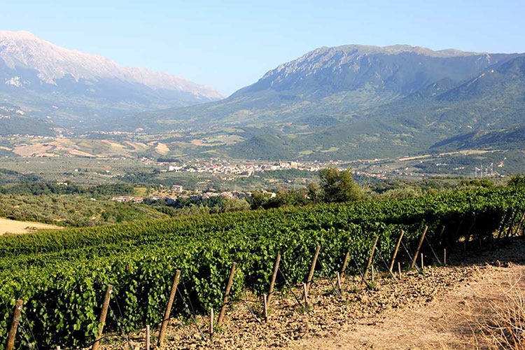 Vigneti Pescosansonesco (Pasetti, tradizione di famiglia Il vino nasce nel Parco d’Abruzzo)