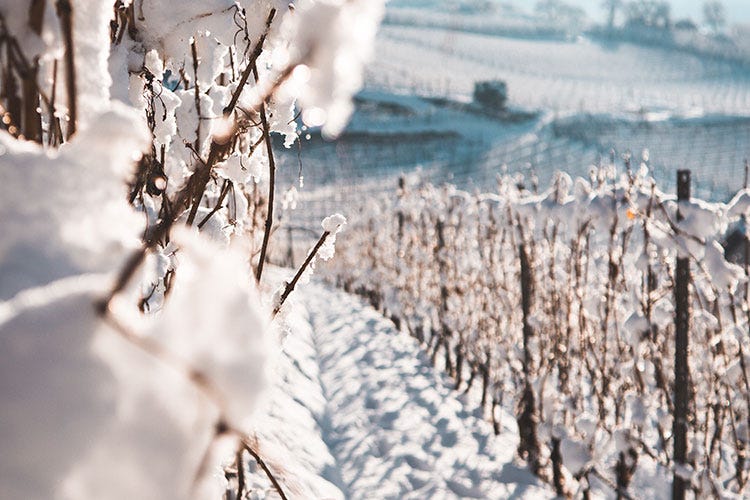 Tra le vigne di Haller Suites & Restaurant. Foto credito: Daniel Reifer  - Passeggiate, ciaspole e relax In montagna gennaio sarà... bianco