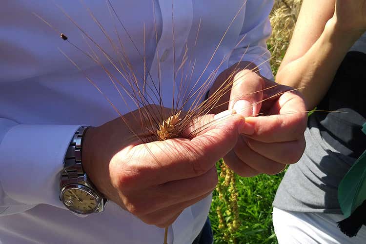 (Pastificio Mancini Un viaggio italiano dal grano alla pasta)