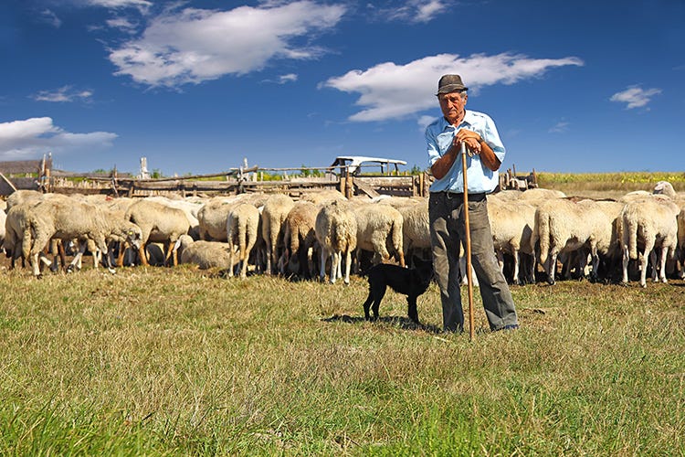 L’agnello in tavola a Pasqua  per sostenere la pastorizia