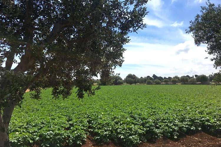 Patate novelle Romagnoli Nel siracusano clima favorevole