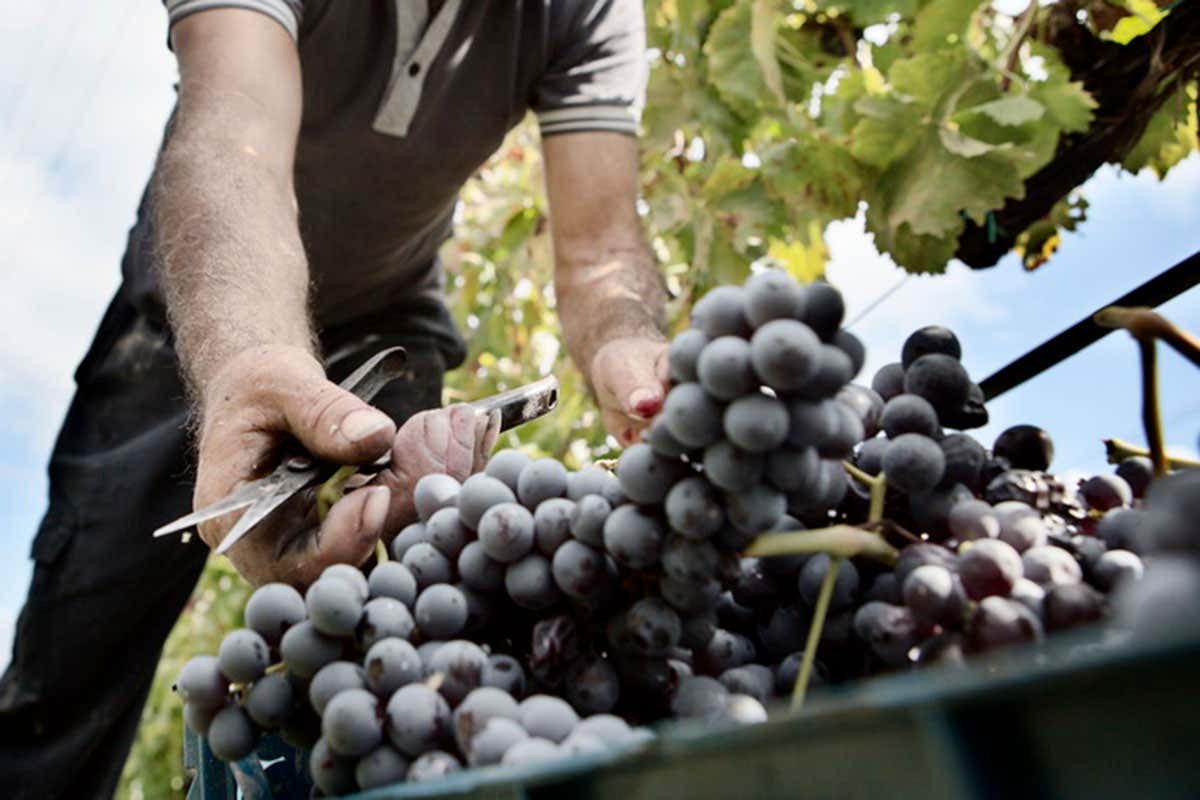 Nero d'Avola Patrono e Nassa di Ramaddini Nero d&rsquo;Avola e Grillo esaltanti