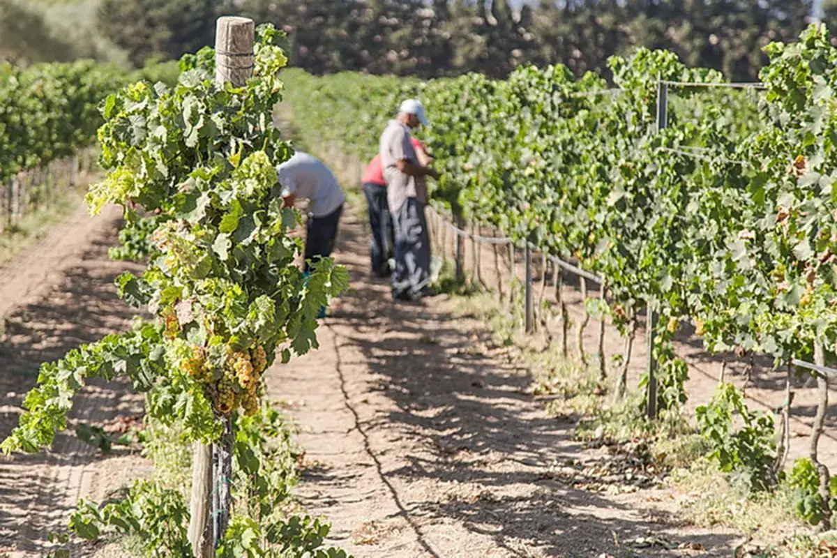 Patrono e Nassa di Ramaddini Nero d&rsquo;Avola e Grillo esaltanti