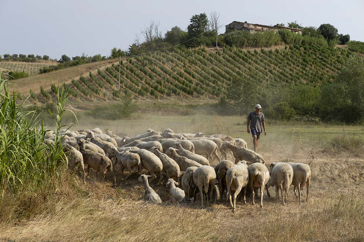 A Villa Petriolo la fattoria è il cuore del progetto: una filiera agricola integrata che unisce allevamento, produzione e cucina in un unico ecosistema sostenibile