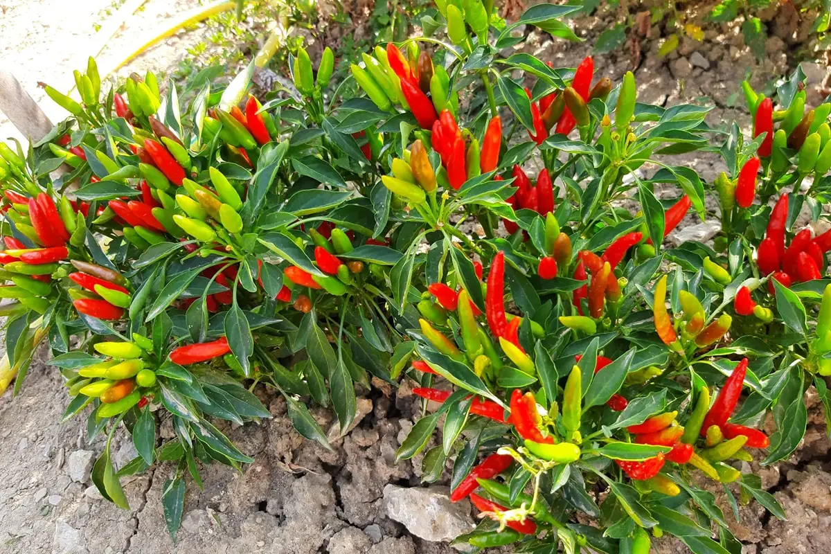 A Satriano di Lucania la coltivazione del peperoncino &egrave; praticata negli orti familiari&nbsp; In Basilicata sulle tracce del peperoncino