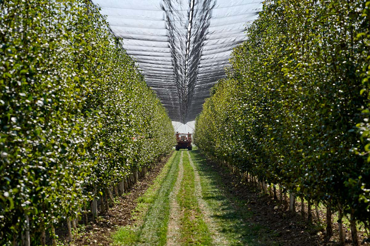 Crisi delle pere? L’Igp emiliano-romagnola segna un +50%