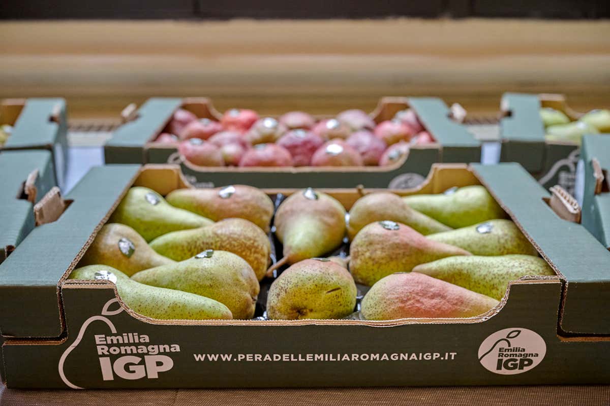 Crisi delle pere? L’Igp emiliano-romagnola segna un +50%