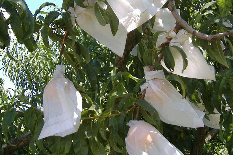 (Pesca di Leonforte Igp Il Consorzio accolto nella sede dell'Aicig)