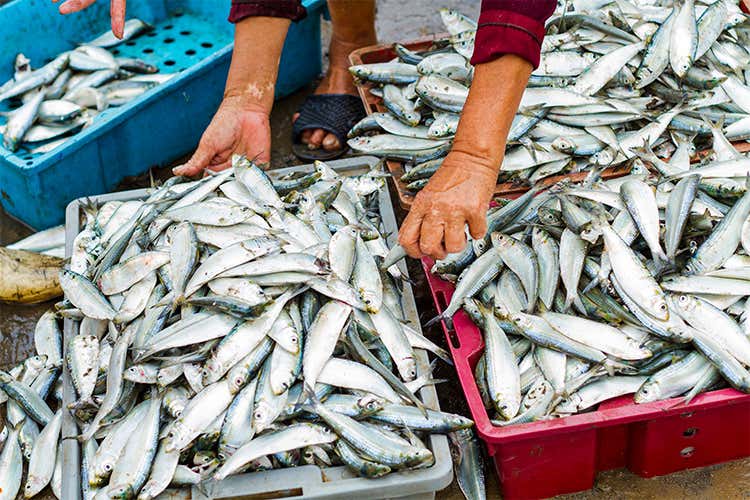 Pesce, 1,5 tonnellate senza etichettatura Maxi sequestro tra Roma e Napoli Pesce, 1,5 tonnellate senza etichettatura Maxi sequestro tra Roma e Napoli