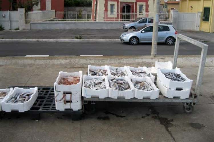 Pesce, una tonnellata senza tracciabilità Sequestro al porto canale di Fiumicino Pesce, una tonnellata senza tracciabilità Sequestro al porto canale di Fiumicino
