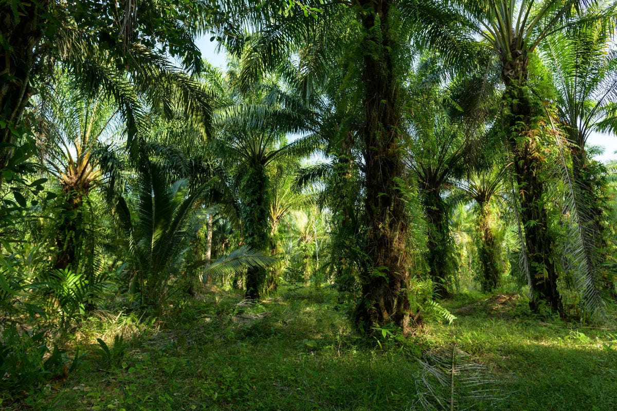 Una piantagione di palme da olio Olio di palma quello sostenibile è meglio