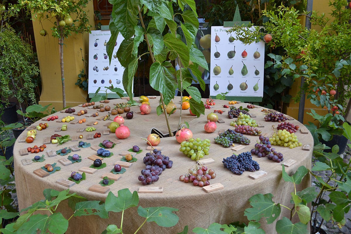 Frutti antichi - foto: Ponzo