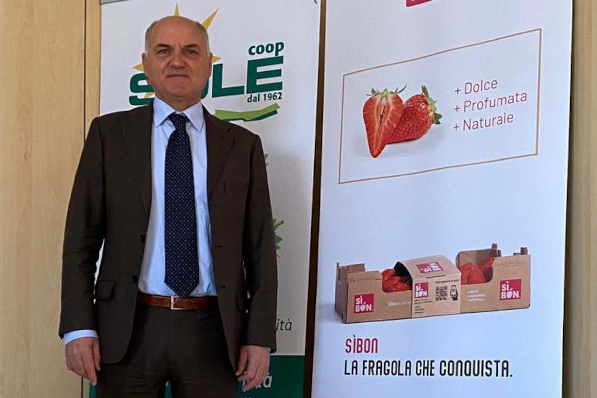 Pietro Ciardello Coop direttore Coop Sole fonte Rp circuiti Fragole invernali, una tendenza salutare che convince i consumatori europei Pietro Ciardello Coop direttore Coop Sole fonte Rp circuiti Fragole invernali, una tendenza salutare che convince i consumatori europei
